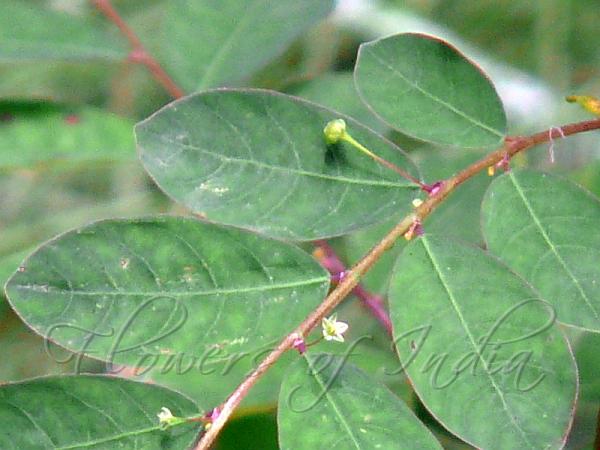 Long Stalked Leaf-Flower